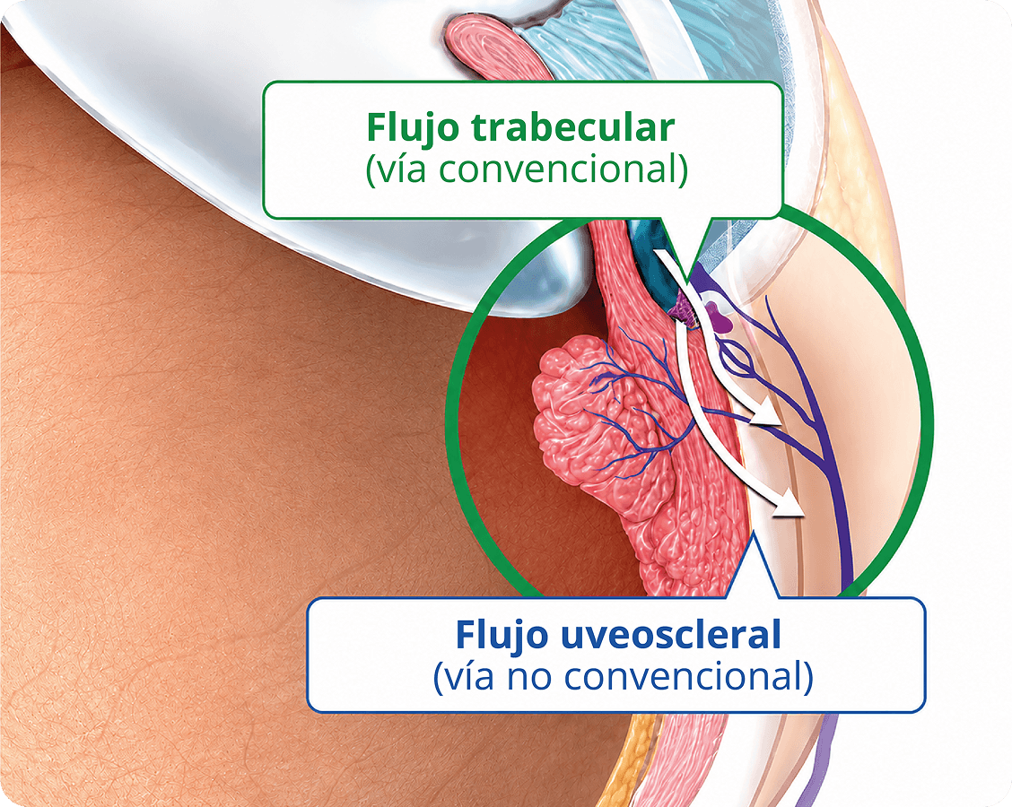 Gráfico del drenaje trabecular y del drenaje uveoescleral.